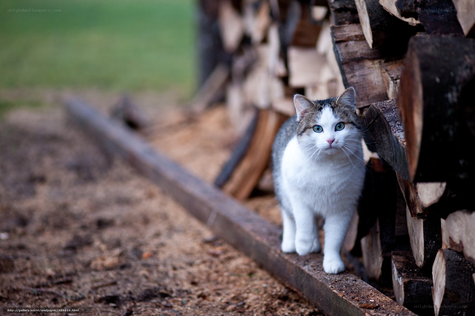 cat near firewood stack