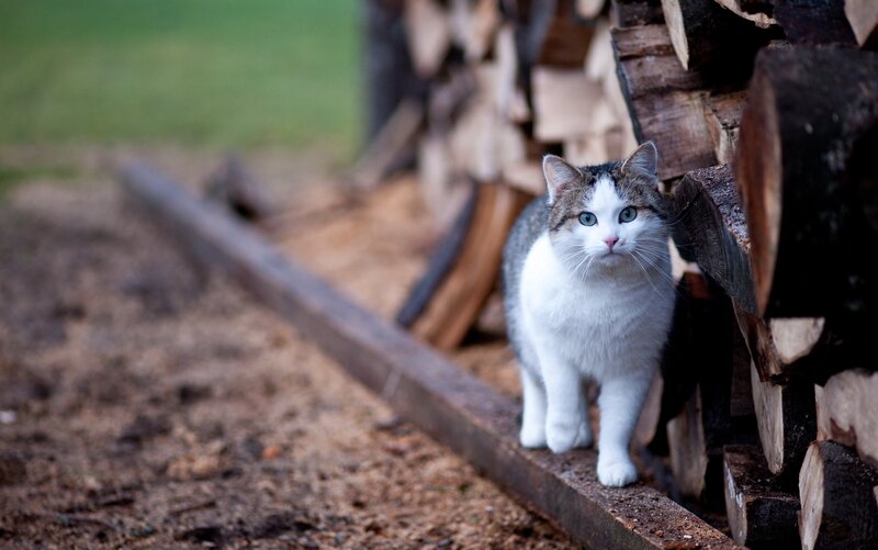 cat near firewood stack