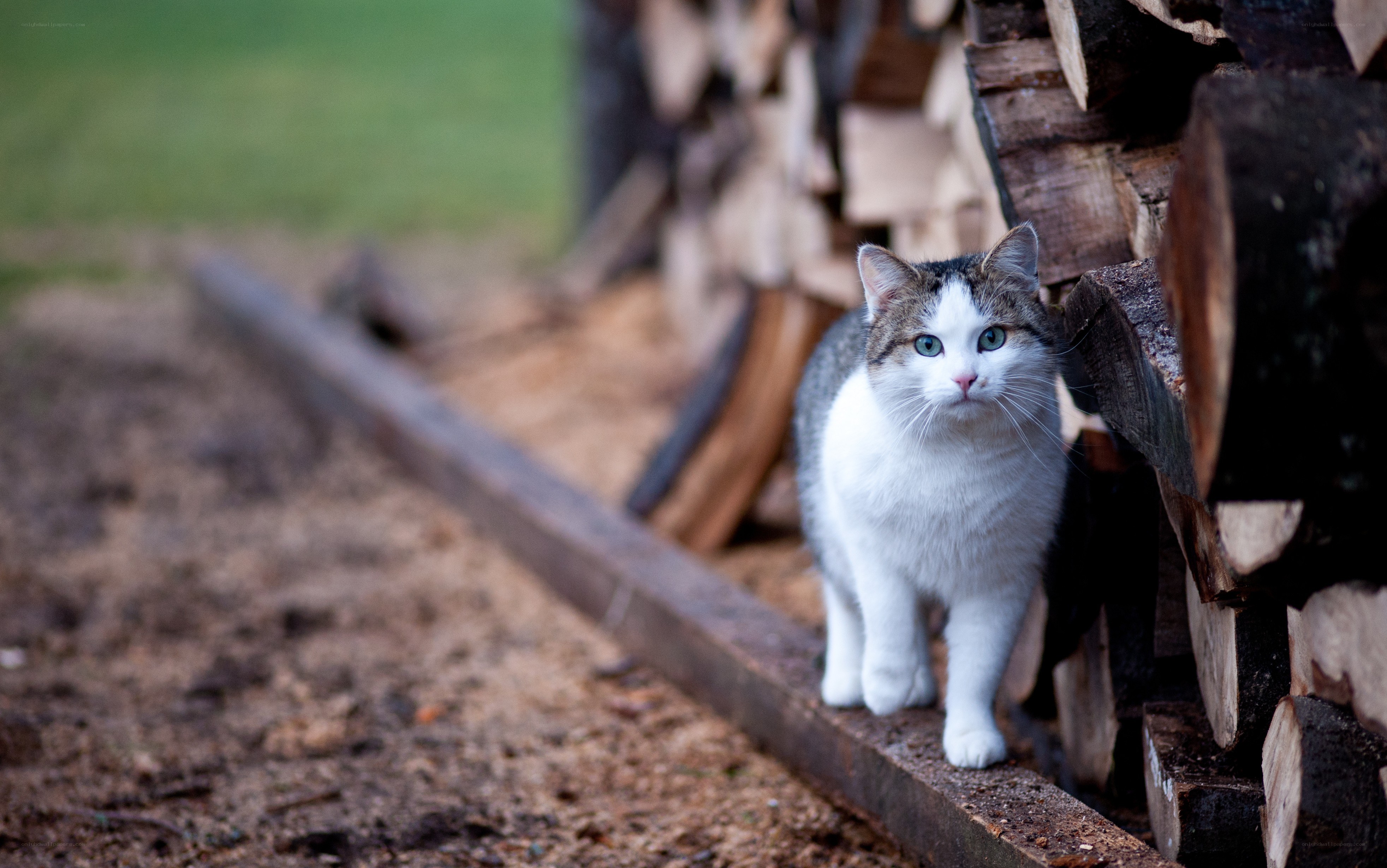 cat near firewood stack
