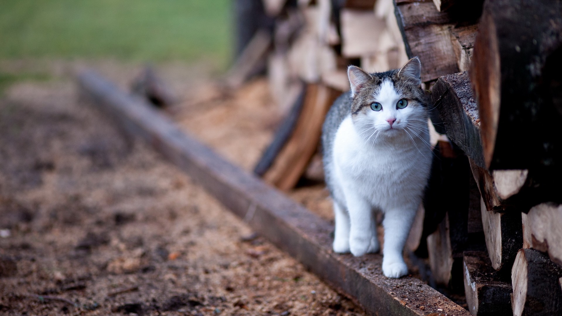 cat near firewood stack