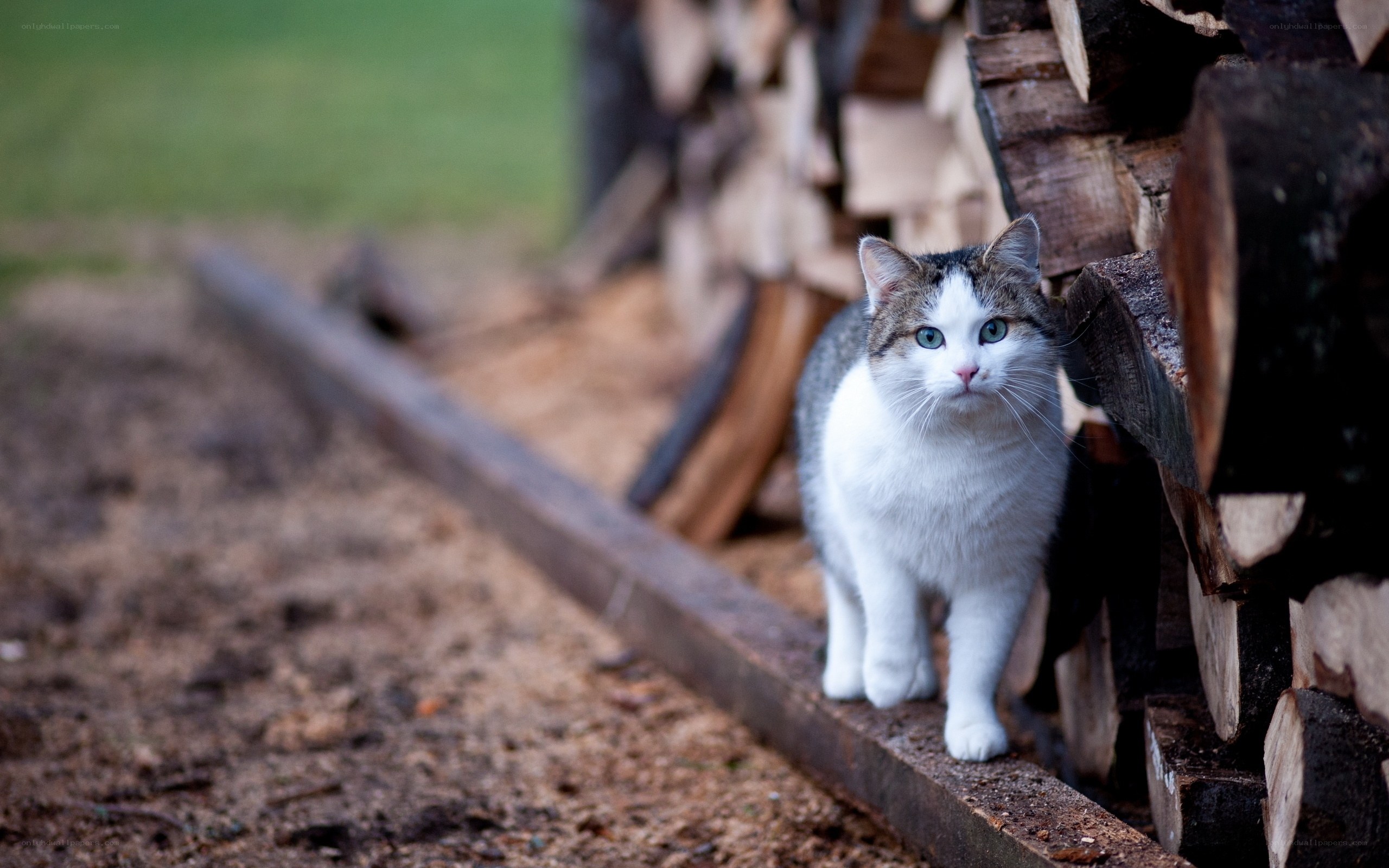 cat near firewood stack