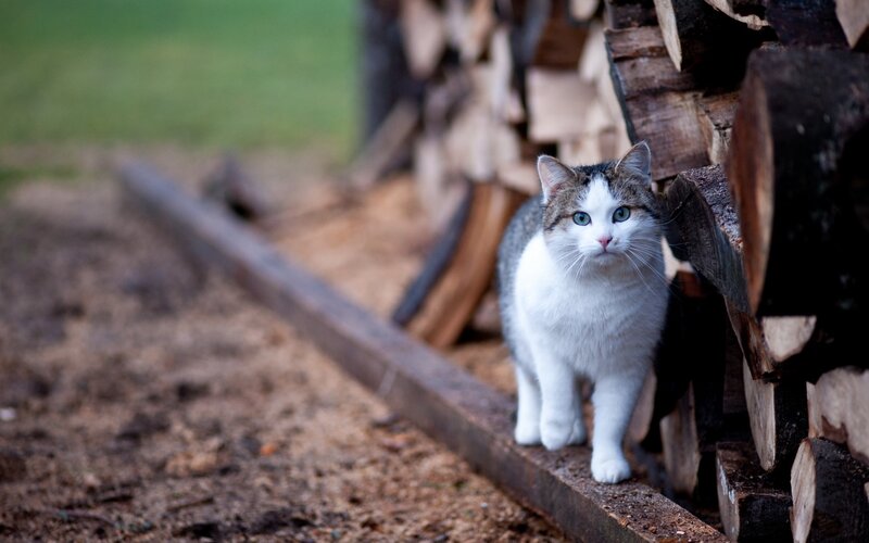 Cat Near Firewood