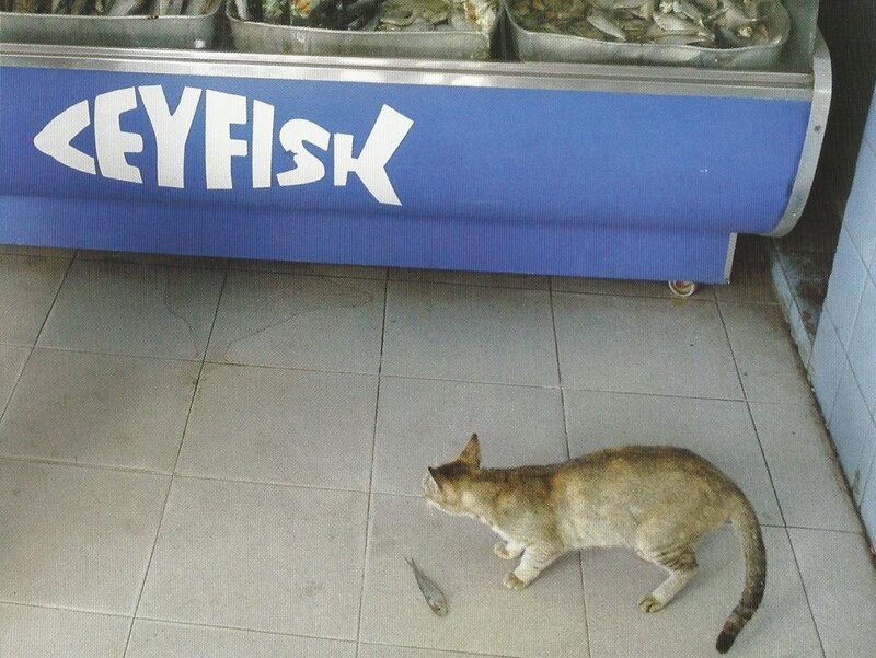 Cat Near Fish Display