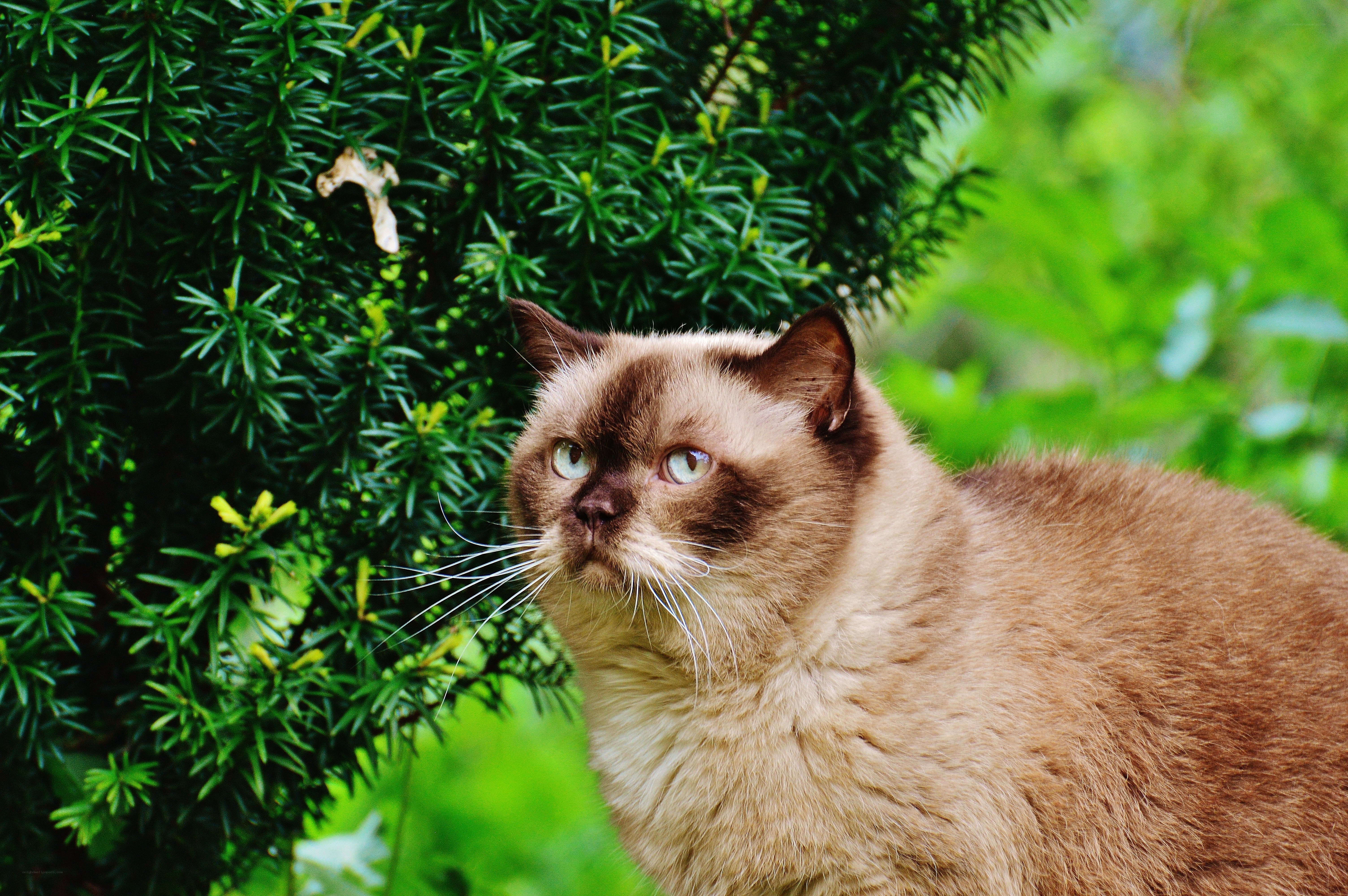 cat near green bush