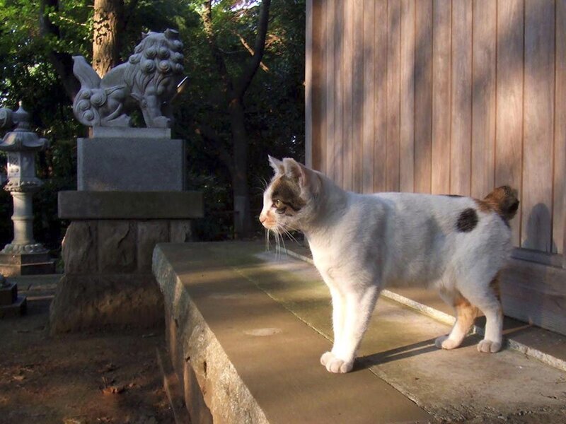 cat near stone statue