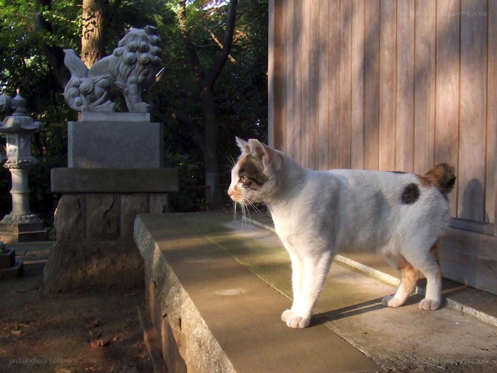 cat near stone statue