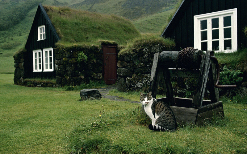 cat near turf house in Iceland