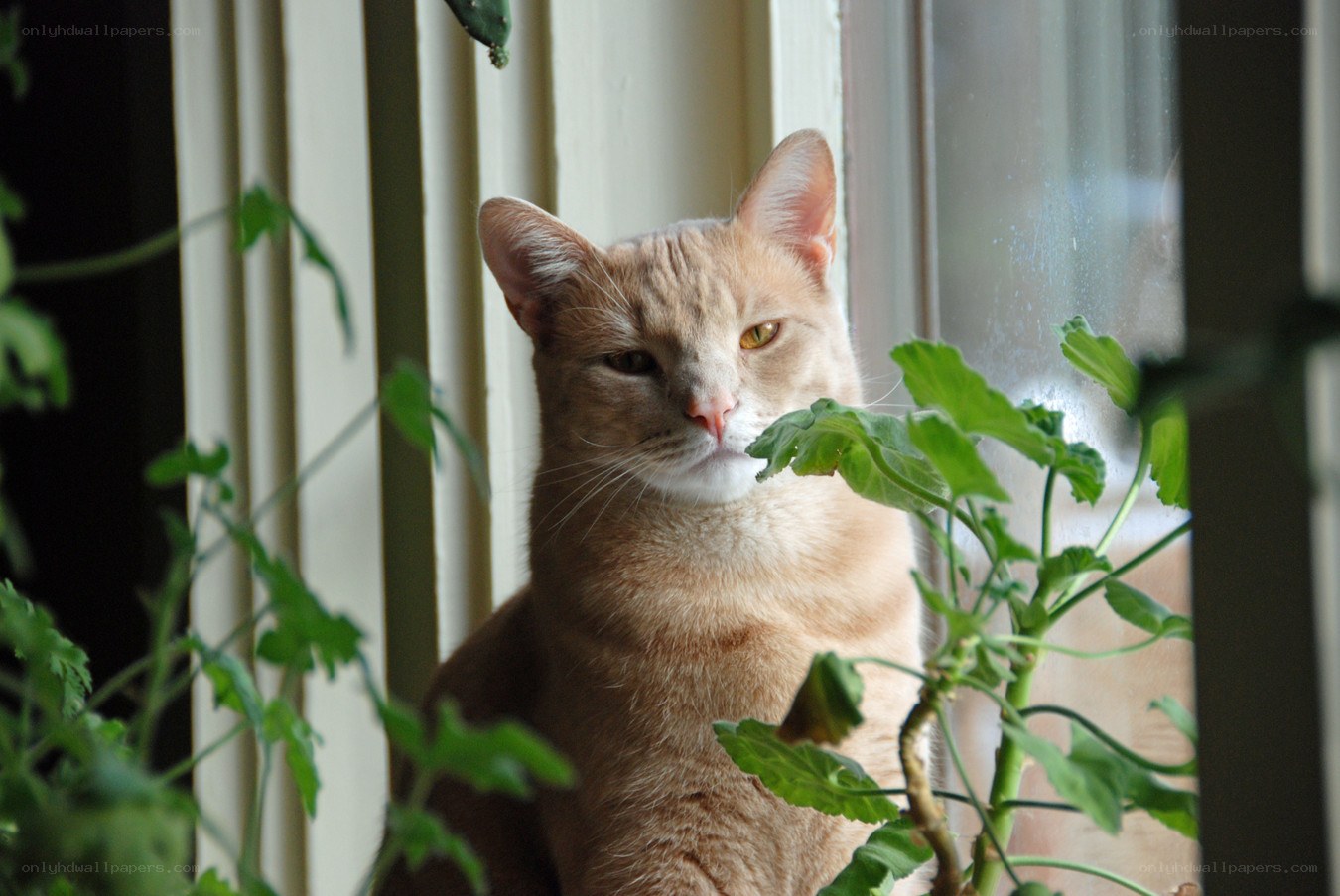 cat near window with plants