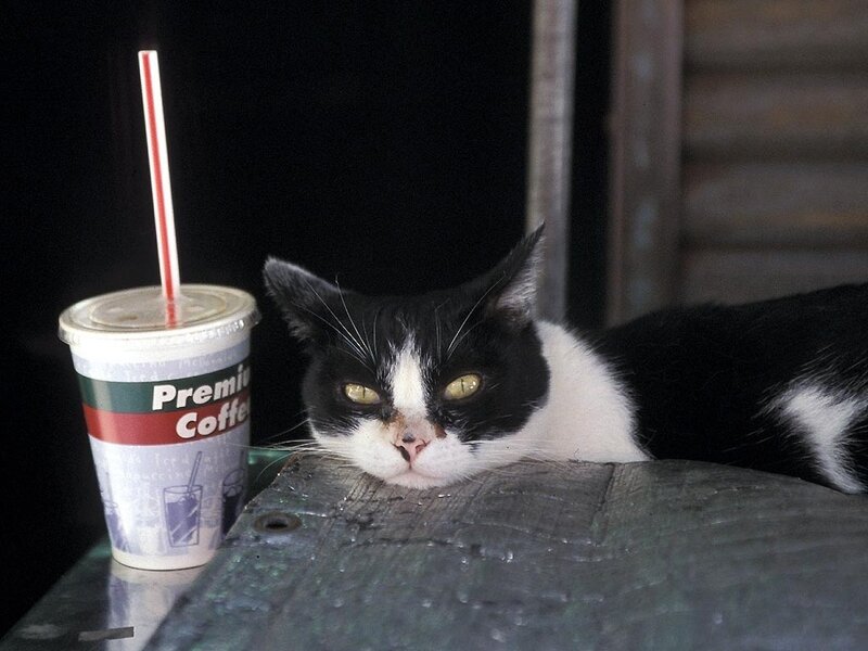 cat next to coffee cup