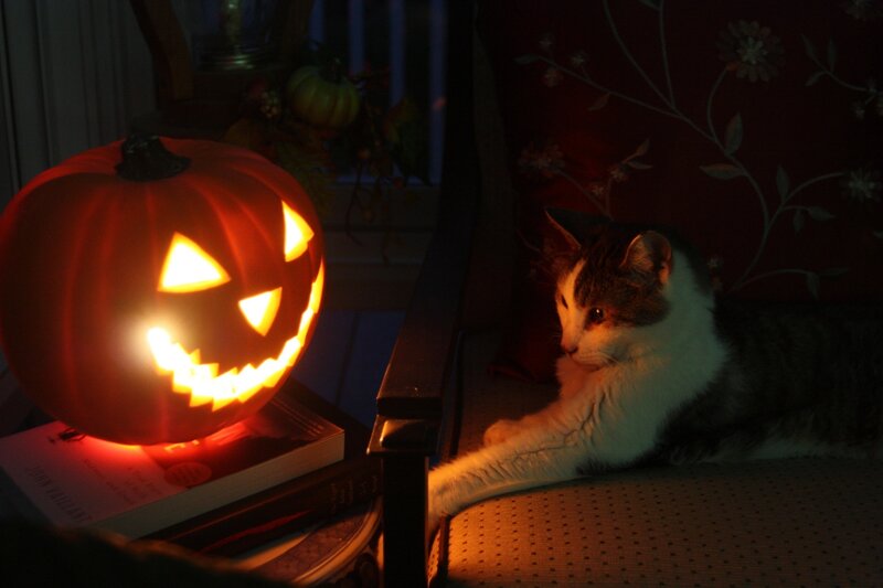 Cat Next to Jack-o'-lantern