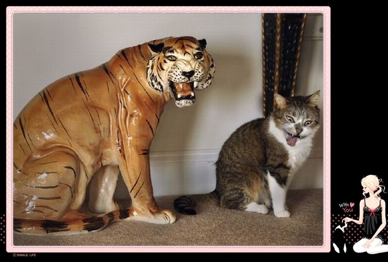 Cat Next to Tiger Statue