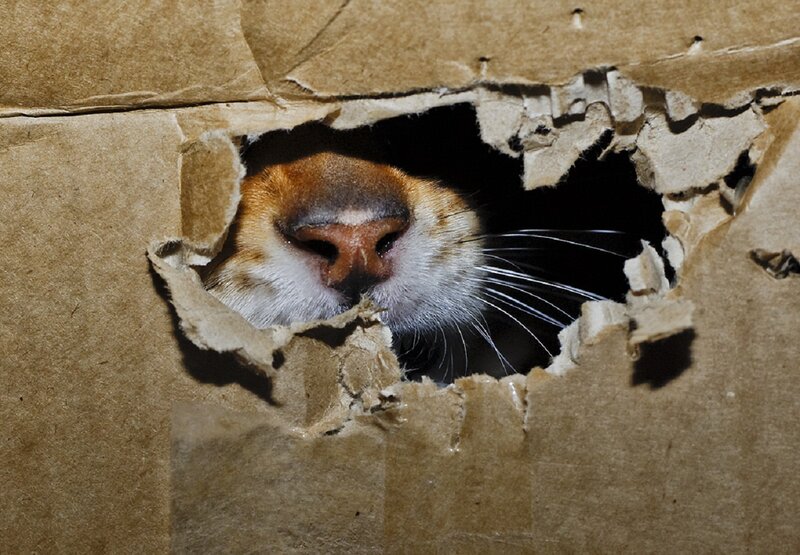 Cat Nose Through Cardboard