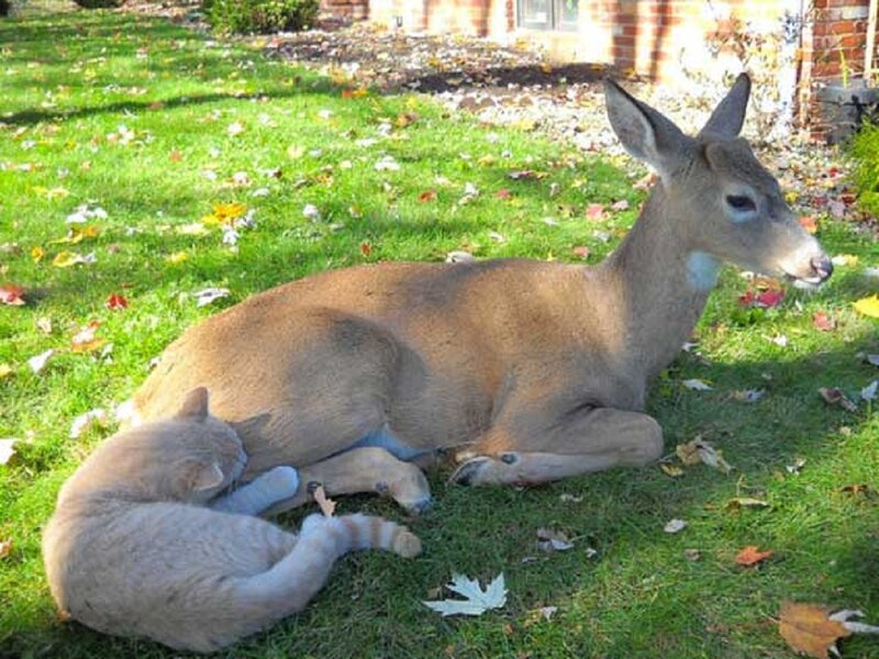 Cat Nursing from Deer