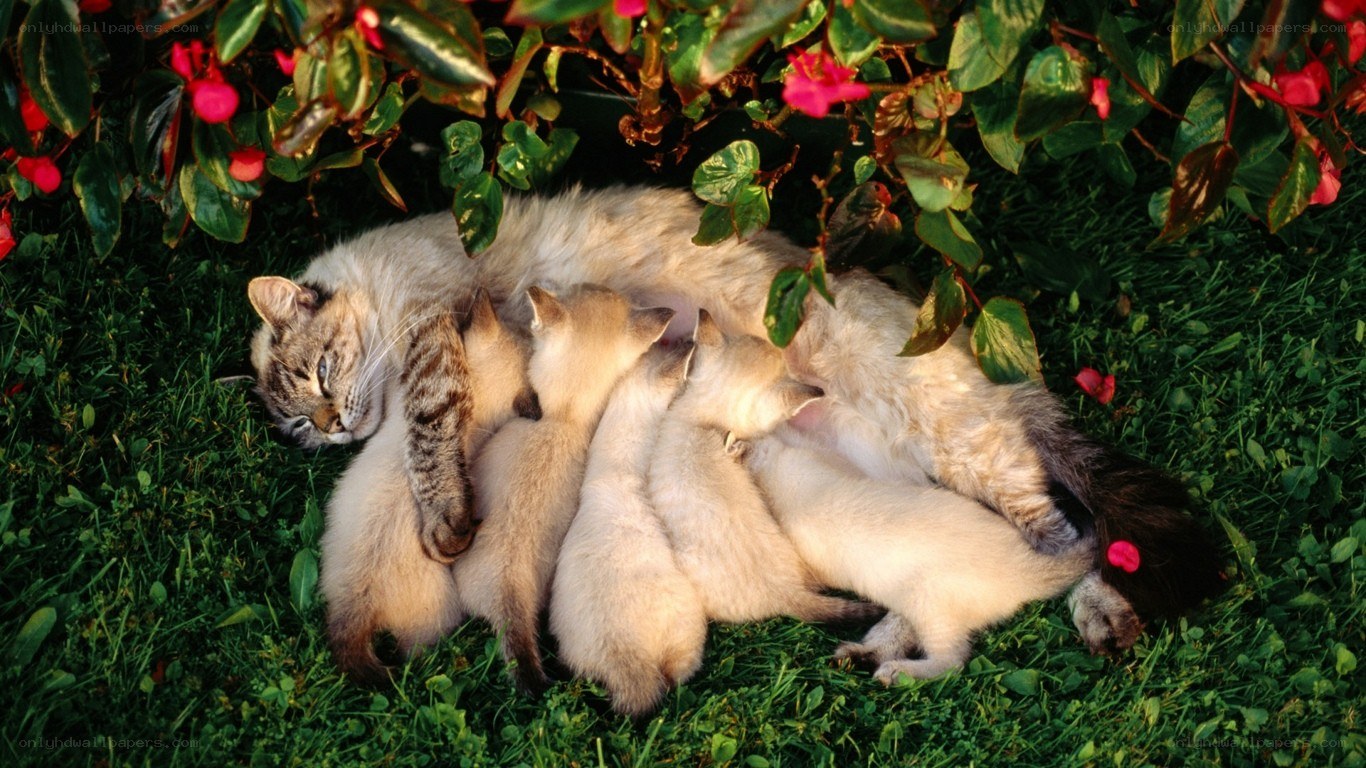 Cat nursing her kittens