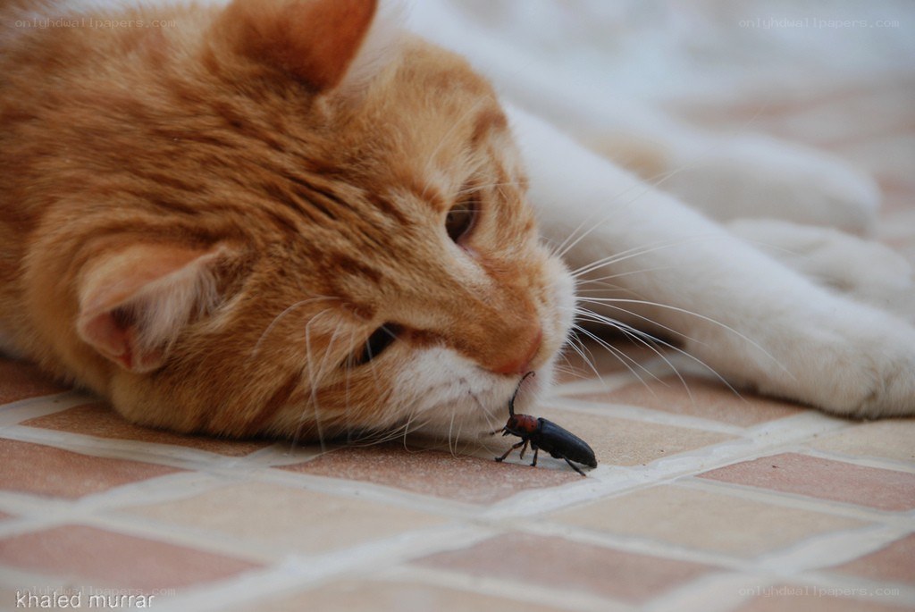 cat observing a beetle