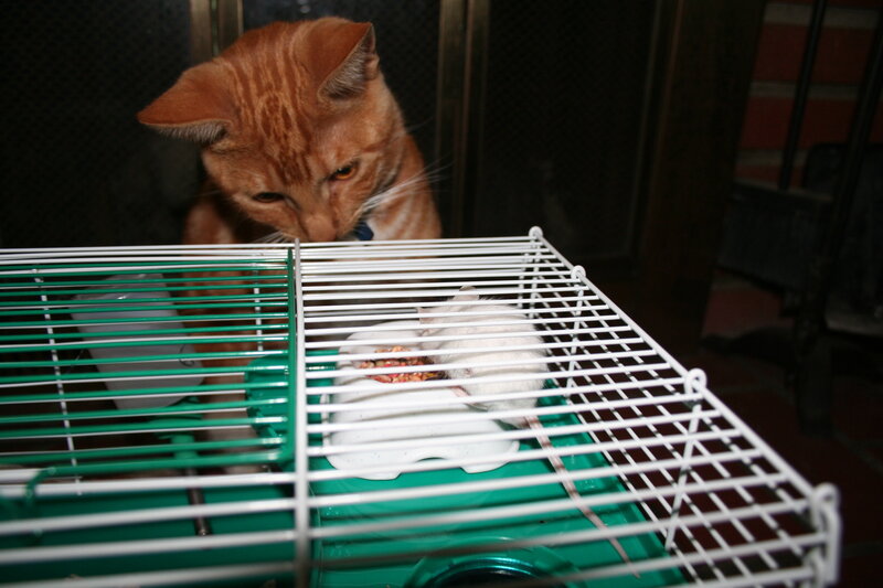 cat observing a mouse in a cage