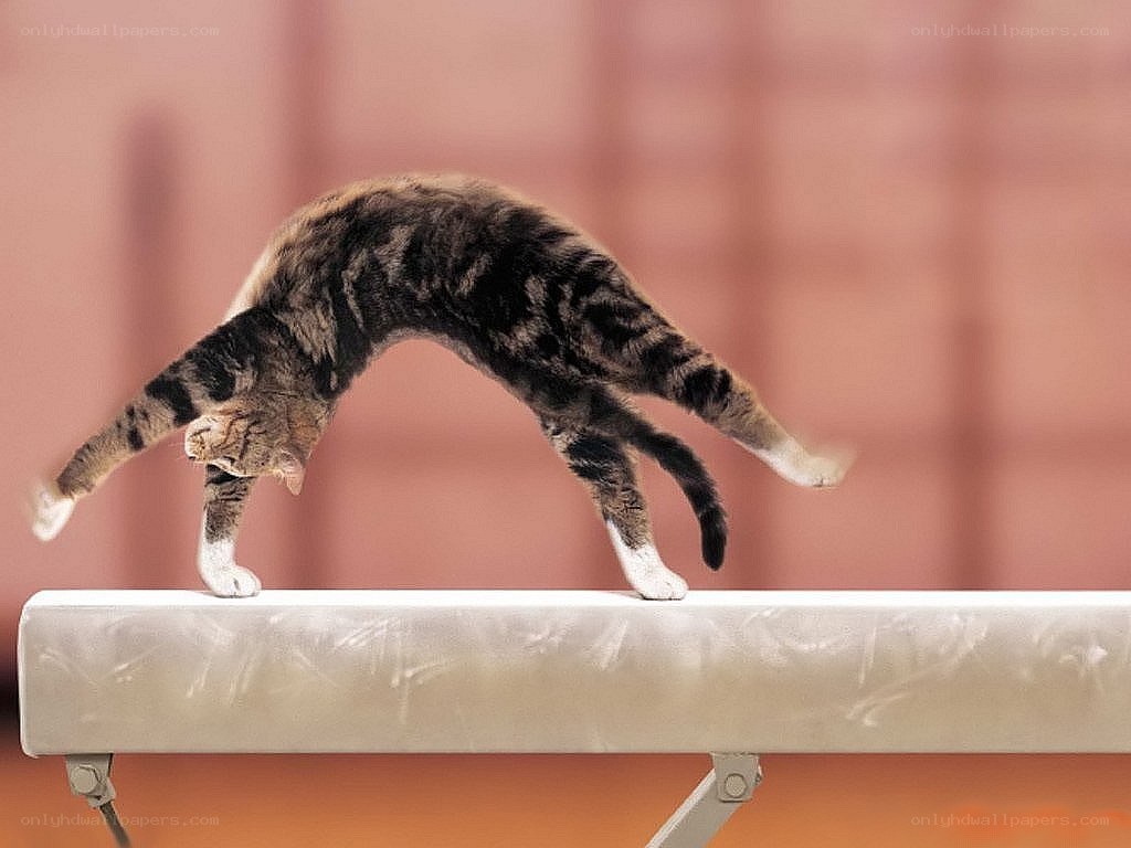 cat on a balance beam