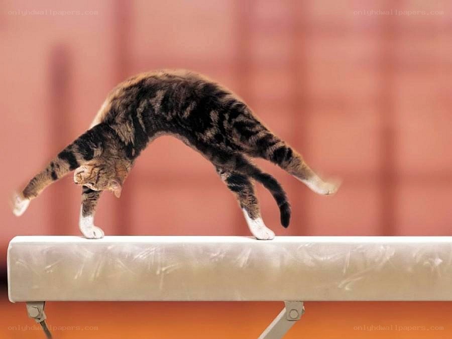 cat on a balance beam
