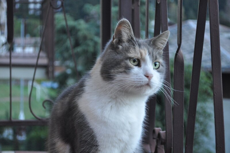 cat on a balcony