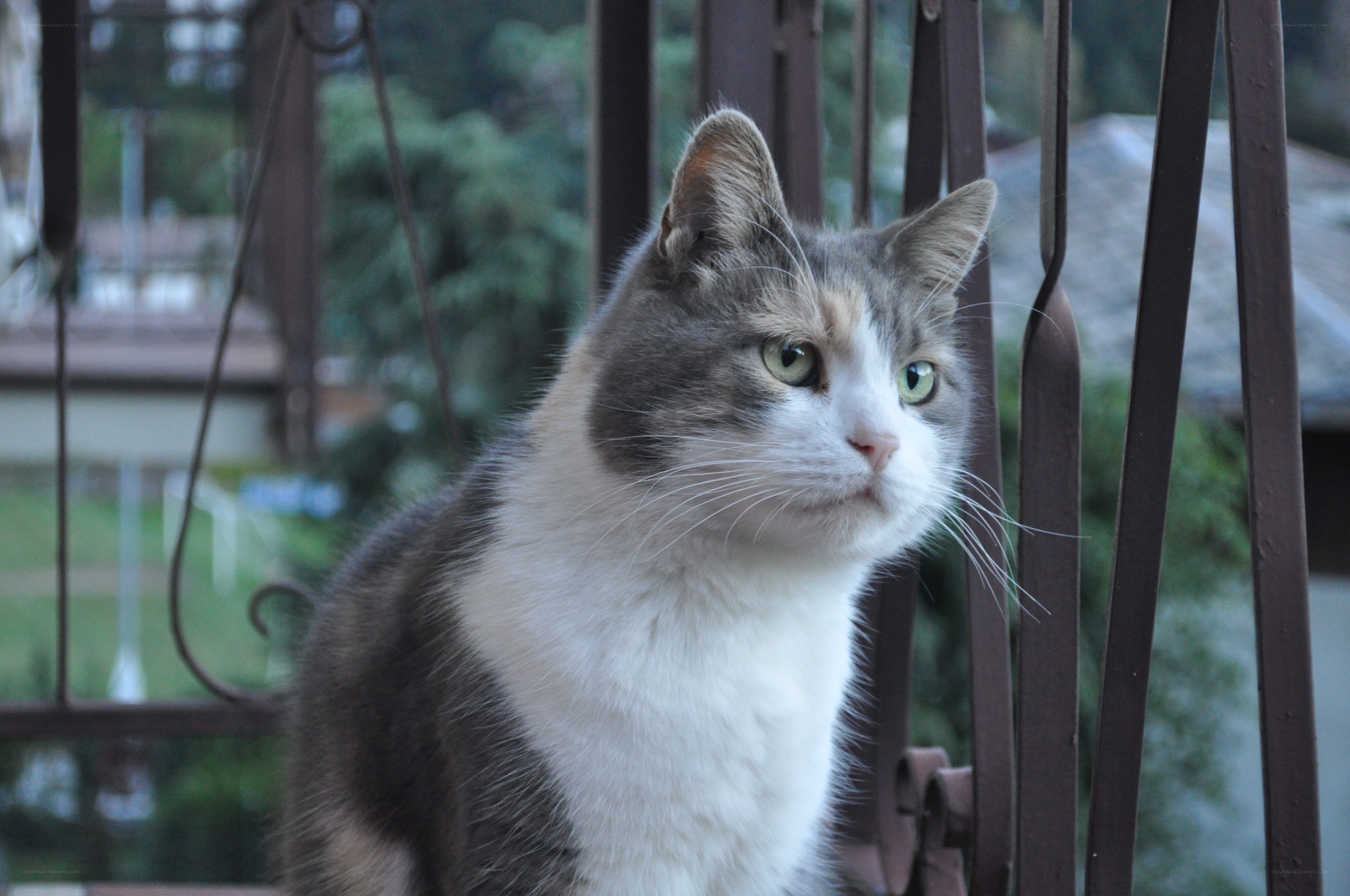 cat on a balcony