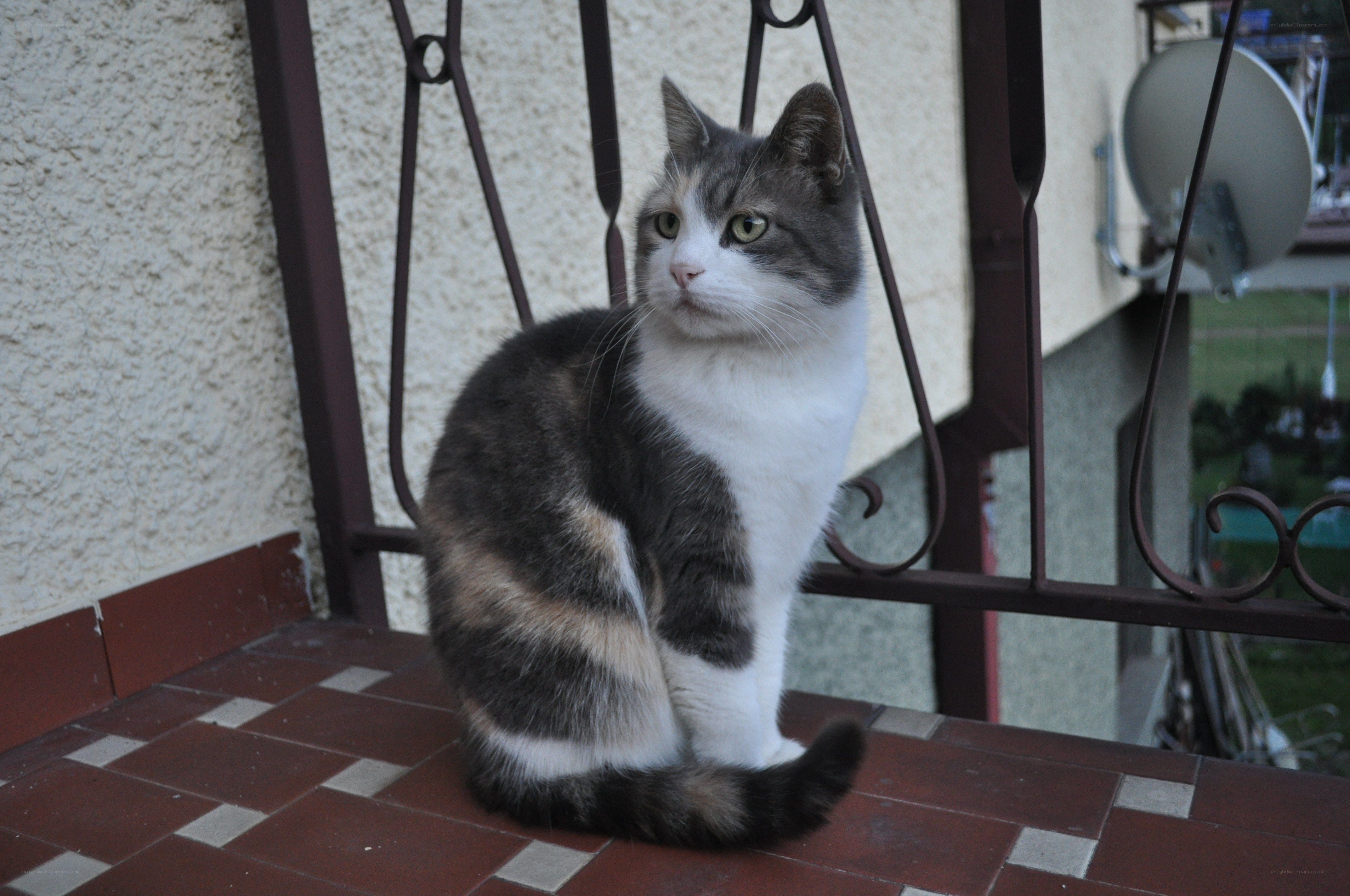 cat on a balcony