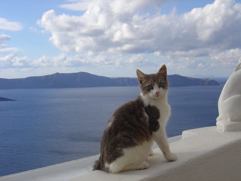 Cat on a balcony overlooking the sea