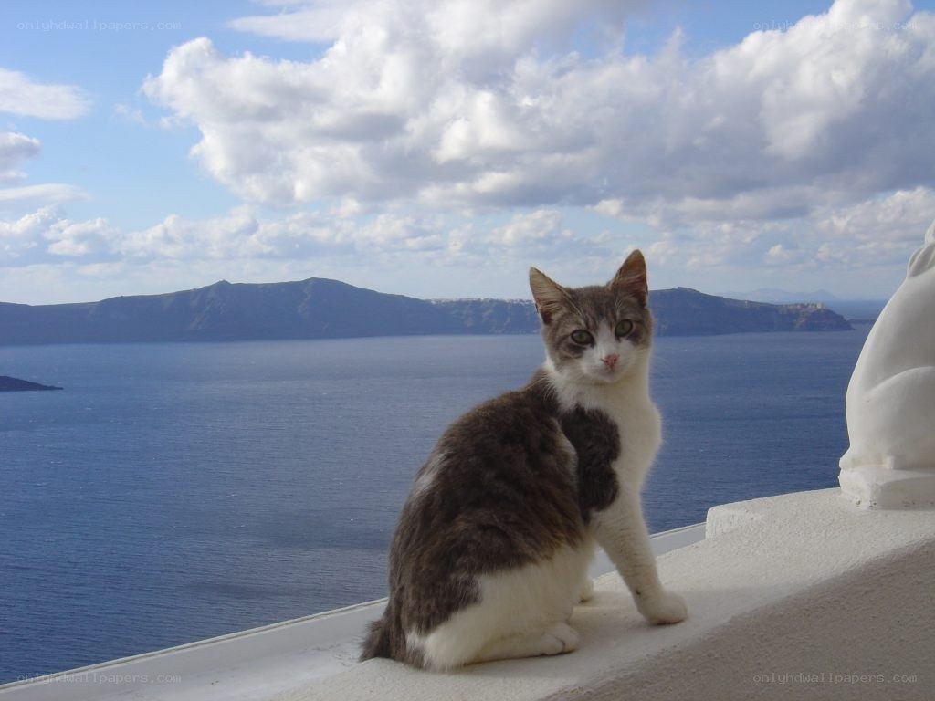 Cat on a balcony overlooking the sea