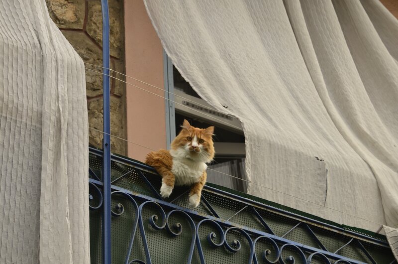 Cat on a balcony railing