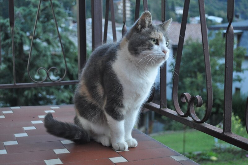 cat on a balcony