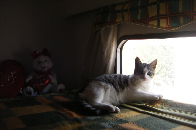 Cat on a Bed