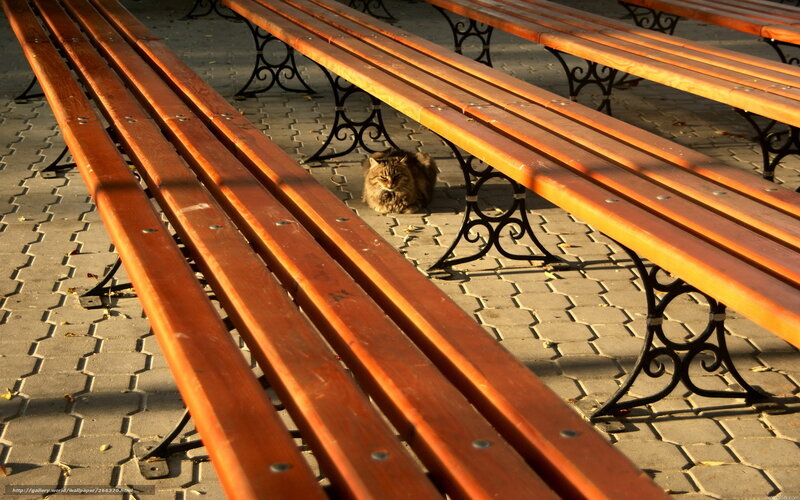 Cat on a bench in sunlight