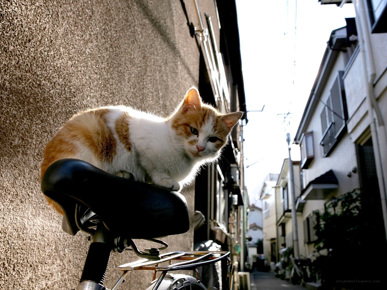 Cat on a bicycle seat