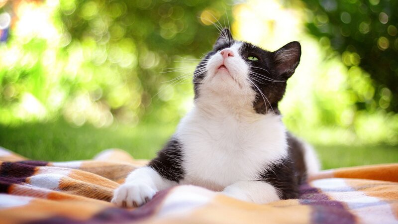 cat on a blanket outdoors