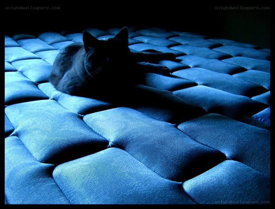 cat on a blue mattress