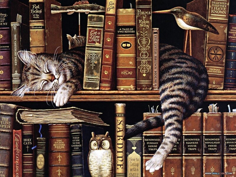 Cat on a bookshelf