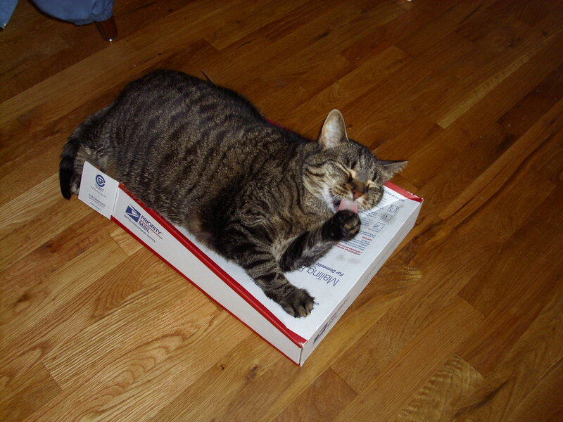 cat on a box