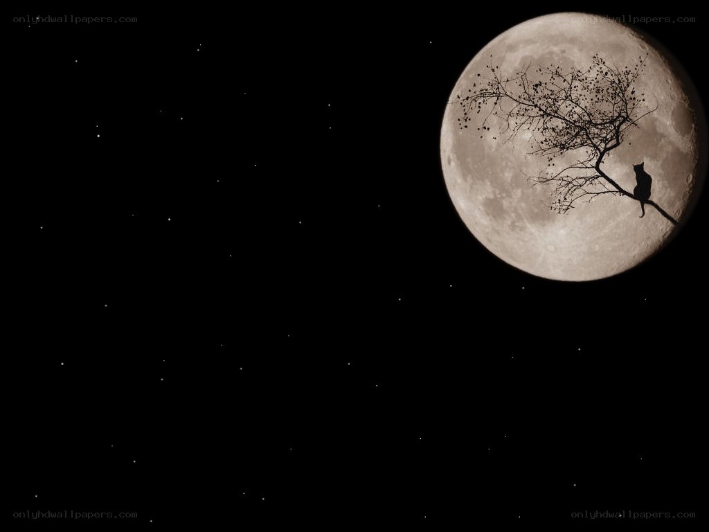 cat on a branch under moon