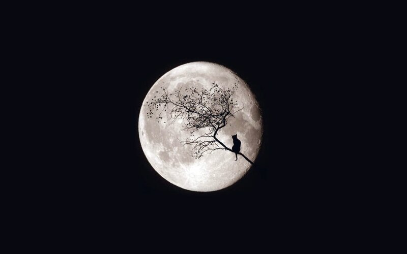 Cat on a branch under the moon
