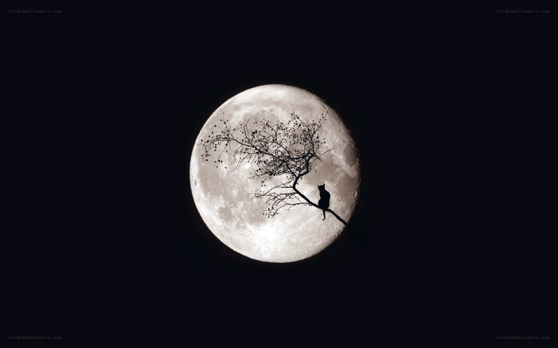 Cat on a branch under the moon