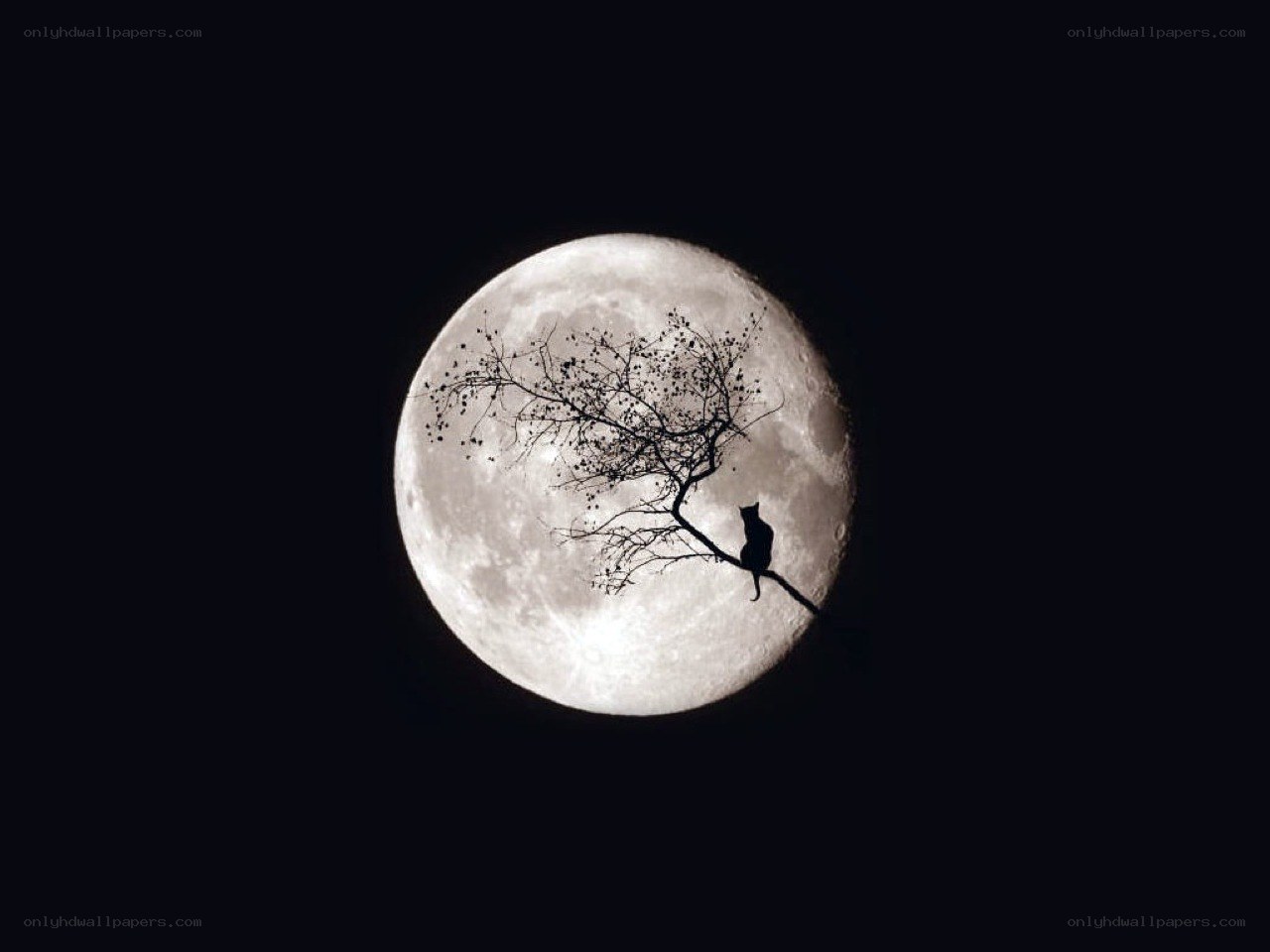 Cat on a branch under the moon