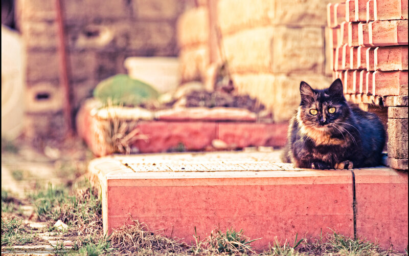 cat on a brick step