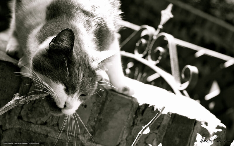 cat on a brick wall
