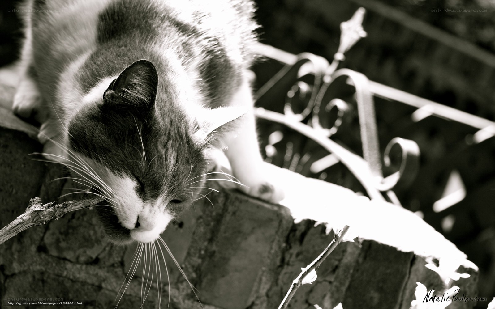 cat on a brick wall