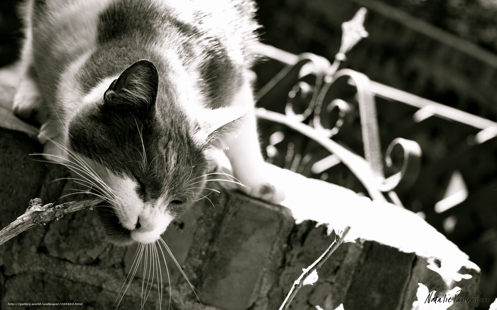 cat on a brick wall