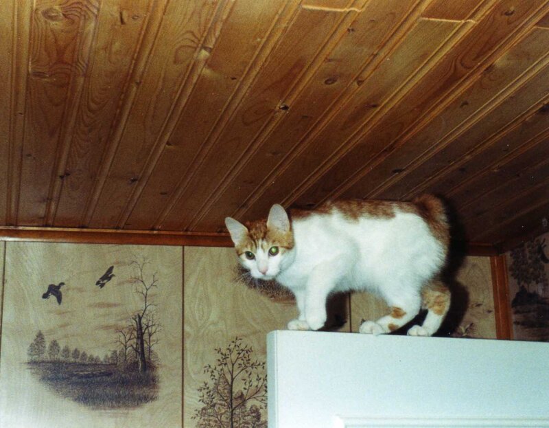 cat on a cabinet