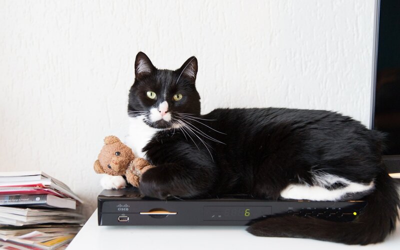 cat on a cable box