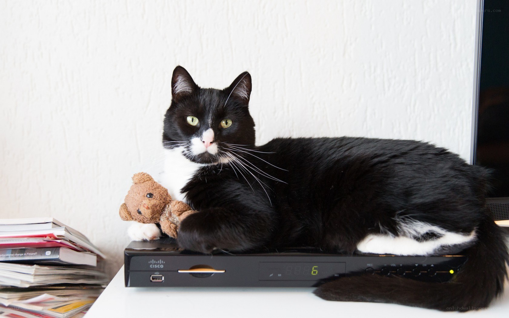 cat on a cable box