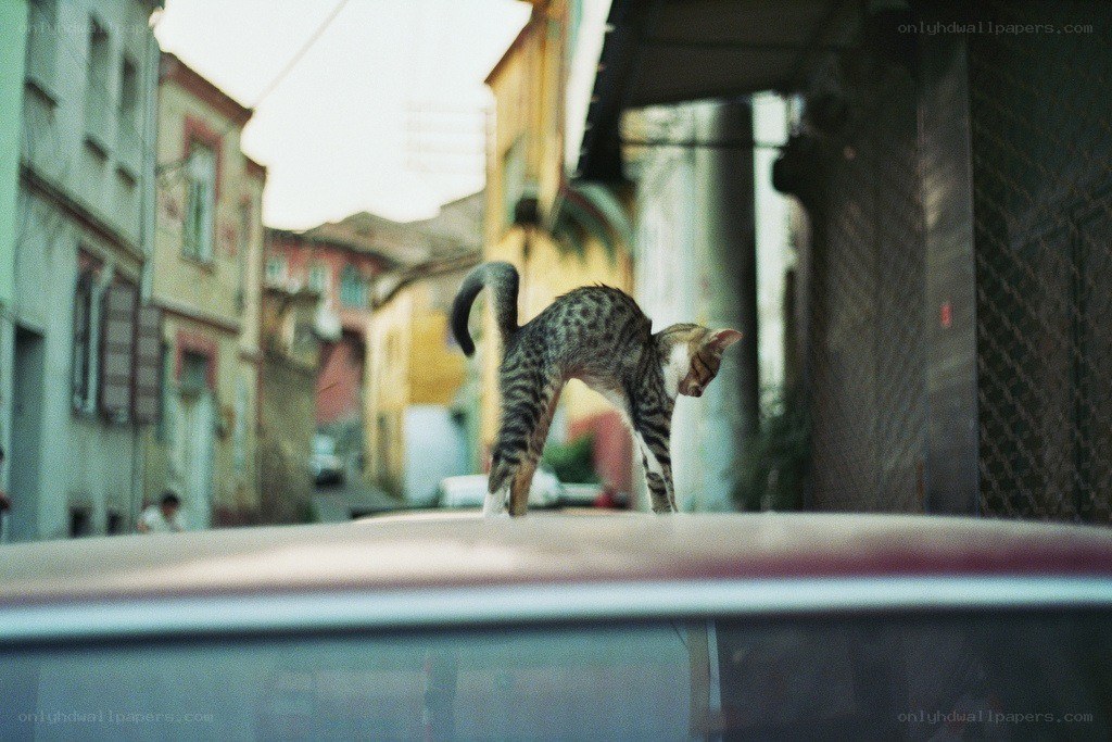 cat on a car roof