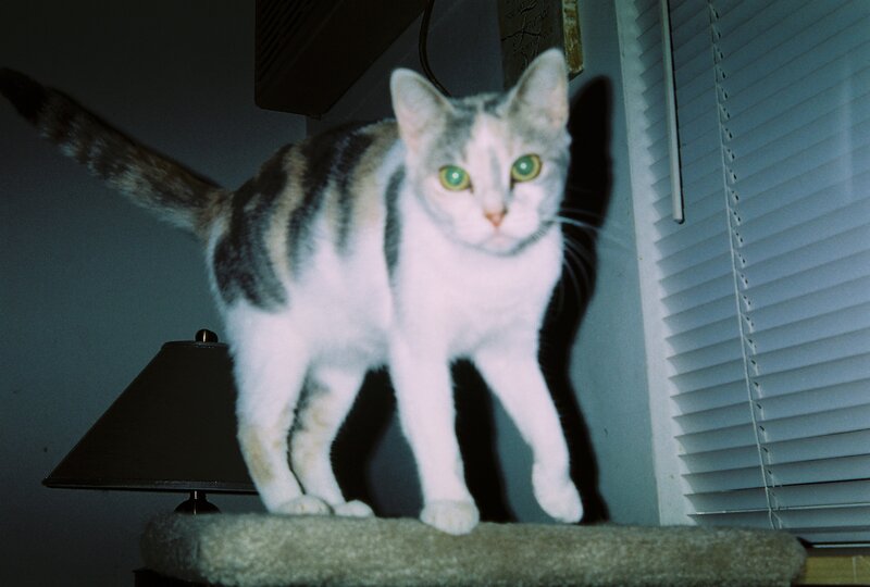 cat on a cat tree