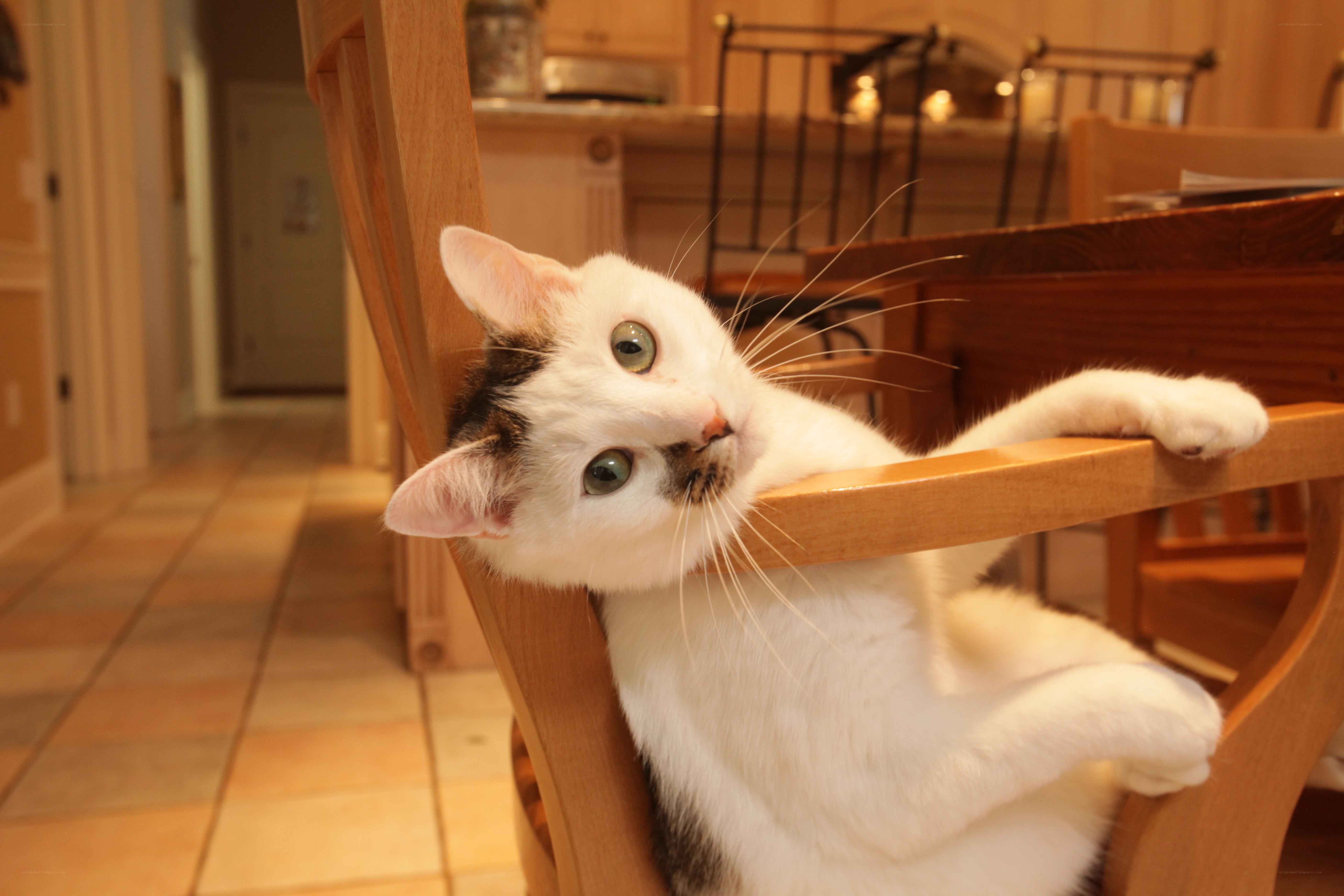 cat on a chair